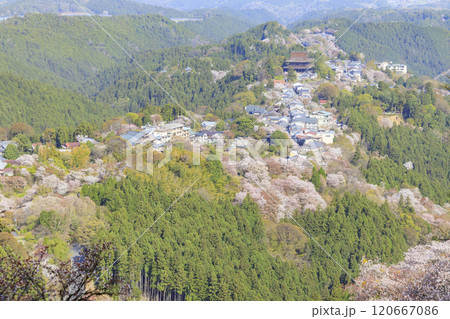 桜満開の世界遺産 早朝の吉野山 桜満開の世界遺産 早朝の吉野山 120667086