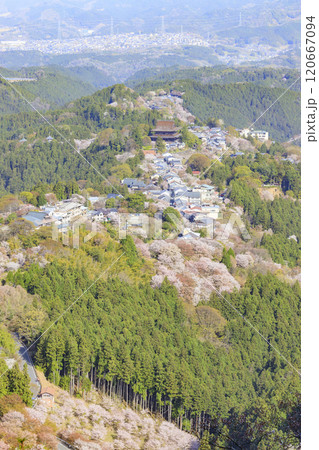 桜満開の世界遺産 早朝の吉野山 桜満開の世界遺産 早朝の吉野山 120667094