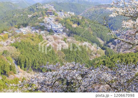 桜満開の世界遺産 早朝の吉野山 桜満開の世界遺産 早朝の吉野山 120667098