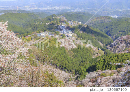 桜満開の世界遺産 早朝の吉野山 桜満開の世界遺産 早朝の吉野山 120667100