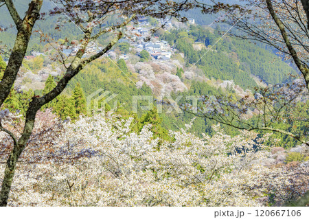 桜満開の世界遺産　早朝の吉野山 120667106