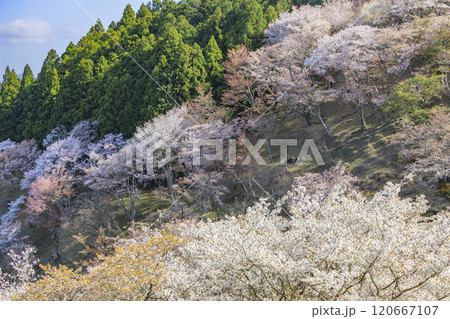 桜満開の世界遺産　早朝の吉野山 120667107