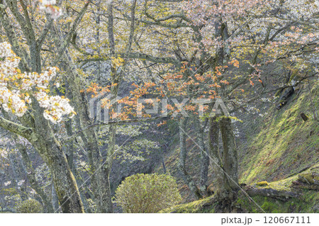 桜満開の世界遺産 早朝の吉野山 桜満開の世界遺産 早朝の吉野山 120667111