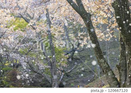 桜満開の世界遺産 早朝の吉野山 桜満開の世界遺産 早朝の吉野山 120667120