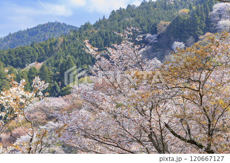 桜満開の世界遺産 早朝の吉野山 桜満開の世界遺産 早朝の吉野山 120667127