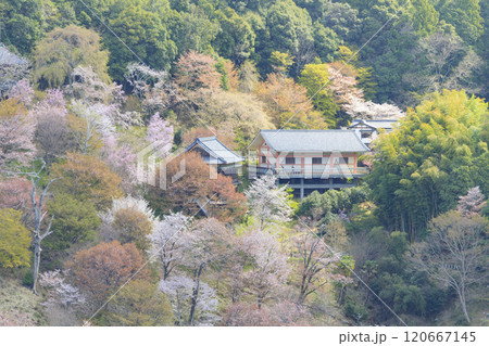 桜満開の世界遺産 早朝の吉野山 桜満開の世界遺産 早朝の吉野山 120667145