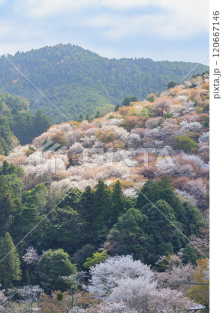 桜満開の世界遺産　早朝の吉野山 120667146