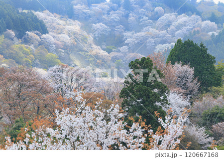 桜満開の世界遺産　早朝の吉野山 120667168