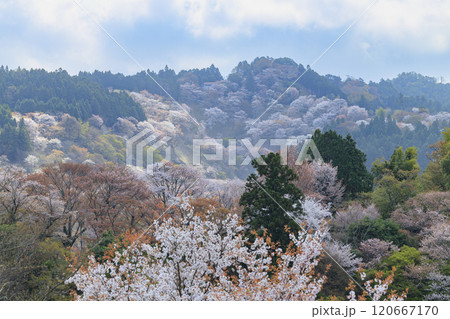 桜満開の世界遺産 早朝の吉野山 桜満開の世界遺産 早朝の吉野山 120667170
