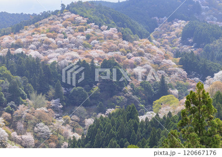 桜満開の世界遺産 早朝の吉野山 桜満開の世界遺産 早朝の吉野山 120667176