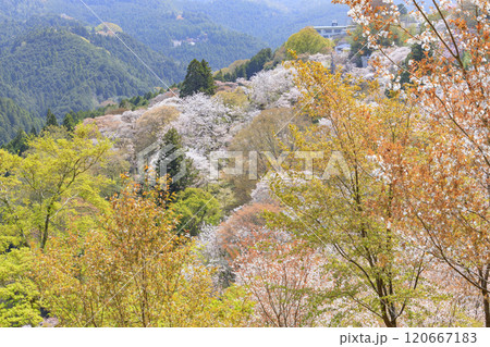桜満開の世界遺産　早朝の吉野山 120667183