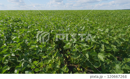 Soybean Field Ripening At Spring Season. Growing Soybeans. Agricultural Landscape. Soybeans In A Field At Sunset. Soybean Field Ripening At Spring Season. Growing Soybeans. Agricultural Landscape. Soybeans In A Field At Sunset. 120667268