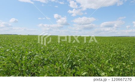 Eco-Friendly Soybean Farming. Agricultural Soybean Field At Industrial Farm. Green Ripening Soybean Field. Beautiful Soybean Farm. Eco-Friendly Soybean Farming. Agricultural Soybean Field At Industrial Farm. Green Ripening Soybean Field. Beautiful Soybean Farm. 120667270