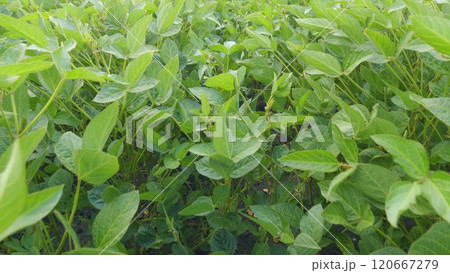 Soybean Field At Diffused Light. Agricultural Business Concept. Lush Green Soybean Growth. Beautiful Plant Sprouts On Field. 120667279