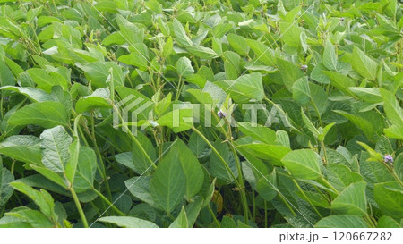 Soybean Field At Diffused Light. Agricultural Business Concept. Lush Green Soybean Growth. Beautiful Plant Sprouts On Field. 120667282
