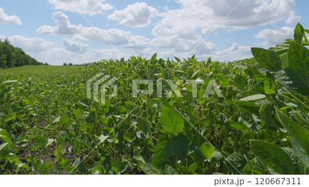 Soybean Field At Diffused Light. Agricultural Business Concept. Lush Green Soybean Growth. Beautiful Plant Sprouts On Field. 120667311