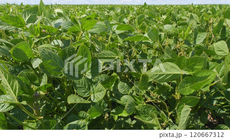 Agriculture Concept. Soybean Growing Vegetables Plant Care. Agriculture Plantation Business Farm Concept. 120667312