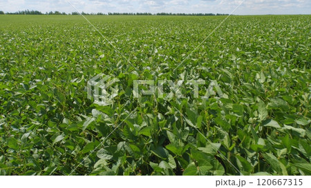 Field Of Green Soybeans. Soybean Pods On Plant. Agricultural Soy Plantation Background. Green Cultivated Soy Bean Plants In Field. Field Of Green Soybeans. Soybean Pods On Plant. Agricultural Soy Plantation Background. Green Cultivated Soy Bean Plants In Field. 120667315