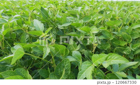 Cultivated Soybean Field Ripening At Summer Season. Seedling Are Growing In Soil With Backdrop Of Sunlight. Green Fields In Summer. 120667330