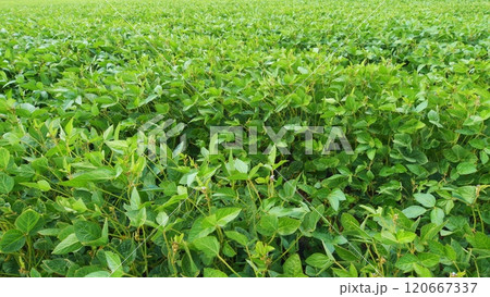 Eco-Friendly Soybean Farming. Agricultural Soybean Field At Industrial Farm. Green Ripening Soybean Field. Beautiful Soybean Farm. 120667337