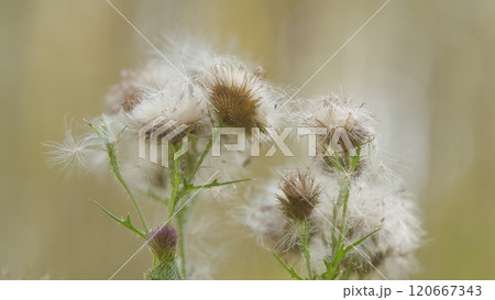 White fluffy thistle seeds. Seed heads of common spear thistles being blown in wind. Close Up. 120667343