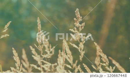 Wind Blowing Reeds Flower Against Sunset Light. Dried Common Reed Plants Or Water Reeds. Abstract Natural Background. 120667448