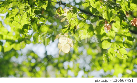 Golden Tree Leaves In Autumn Sunlight. Tree In Autumn Season With Foliage Changing Color. Leaves Texture. Autumn Foliage. Slow motion. 120667451