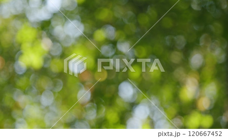 Autumn Foliage With Beautiful Colors. Autumn Forest With Dense Colorful Trees. Changing Color Of Foliage. Bokeh. 120667452
