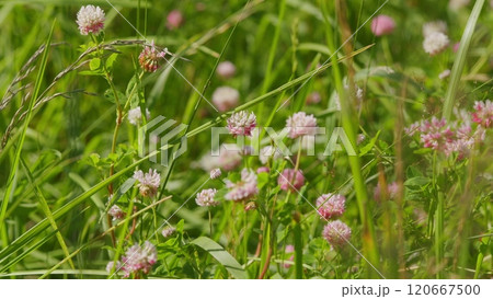 Clover Flowers In Meadow. Trifolium Clover In Bloom. Field Of Flowering Clovers. Clover Trifolium In A Grassy Pasture In Field. Gimbal shot. Clover Flowers In Meadow. Trifolium Clover In Bloom. Field Of Flowering Clovers. Clover Trifolium In A Grassy Pasture In Field. Gimbal shot. 120667500