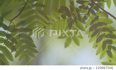 Beautiful Summer Morning In Forest. Moving In Summer Forest. Beautiful Sunny Morning In Green Forest. Green Trees In Forest. Bokeh. 120667506