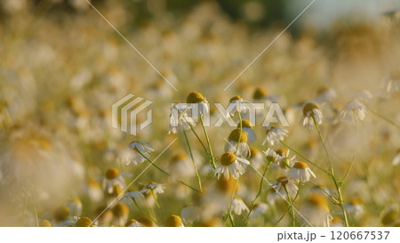 Field Of White Chamomile Waving. White Flowers In A Green Field Sway In Wind. Beautiful Sunrise Over Flower Fields. Close Up. 120667537