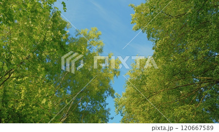 Beautiful Sunlight In Forest. Deciduous Trees In A Mixed Forest In Summer Season. Concept Nature Or Oxygen, Climate Change. Gimbal shot. Beautiful Sunlight In Forest. Deciduous Trees In A Mixed Forest In Summer Season. Concept Nature Or Oxygen, Climate Change. Gimbal shot. 120667589