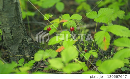 Strawberry Bushes In Forest. Red Berries Strawberry On A Bush In Forest Shaking In Wind Under Bright Sunlight. Strawberry In Forest. Red Berries Strawberry Grows In Forest. Slow motion. 120667647
