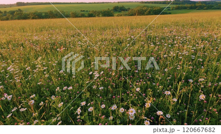 Chamomiles Summer Background. Wildflowers In Nature Spring. Green Meadow With Flowers Clovers, Chamomiles And Summer Grasses. Spring Flowers And Biology Concept. Moves slowly. Chamomiles Summer Background. Wildflowers In Nature Spring. Green Meadow With Flowers Clovers, Chamomiles And Summer Grasses. Spring Flowers And Biology Concept. Moves slowly. 120667682