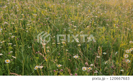 Daisy Flower On Green Meadow. Sunny Day. White Daisy And Pink Clovers Flowers In A Field Of Green Grass Sway In Wind At Sunset. Flowers For Medicinal And Cosmetic Purposes. Gimbal Stabilize. Daisy Flower On Green Meadow. Sunny Day. White Daisy And Pink Clovers Flowers In A Field Of Green Grass Sway In Wind At Sunset. Flowers For Medicinal And Cosmetic Purposes. Gimbal Stabilize. 120667683