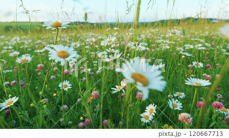 Daisies And Clover Growing In A Field. Summer Meadow With Colorful Wild Flowers. Blooming Daisy And Pink Clover Wild Flowers. Chamomile And Wild Clover Flowers. Moves slowly. 120667713