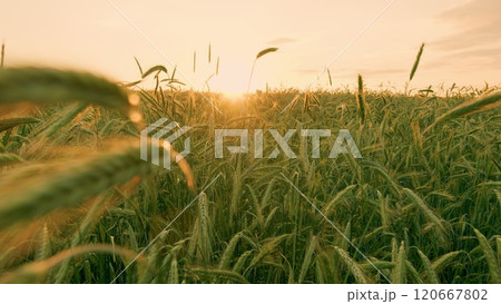 Bio Agriculture Farming Wheat Plantation. Wheat Agriculture Harvesting Agribusiness Concept. Agricultural Field With Green Signs In Spring Season. Gimbal shot. Bio Agriculture Farming Wheat Plantation. Wheat Agriculture Harvesting Agribusiness Concept. Agricultural Field With Green Signs In Spring Season. Gimbal shot. 120667802
