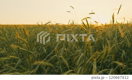 Young Wheat Sprouts. Ears Of Wheat Are Slowly Swaying In Wind. Agricultural Field With Green Wheat In Spring Season. Lush Wheat Grows In Agricultural Field. Slow motion. 120667812