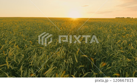 Green Wheat Field Some Spikelets Moving Slowly In Wind. Green Young Wheat Sprouts On Agricultural Field. Seedlings Of Young Shoots On Field In Spring. Steadicam Shot. 120667815