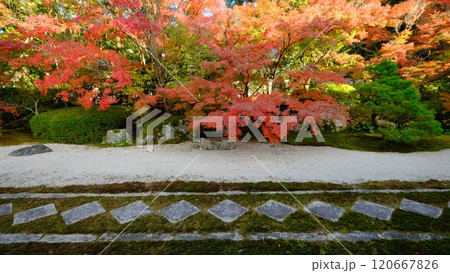 天授庵の紅葉の庭 120667826