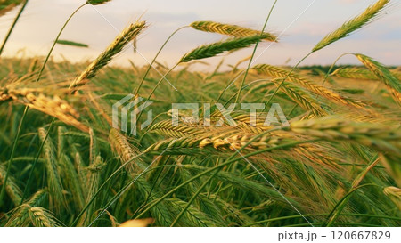 Ears Of Green Wheat On Field Sunset Lifestyle. Green Young Wheat Sprouts Sway In Wind On Field. Ripening Ears Of Meadow Wheat Field. Modern Agriculture. Close Up. Ears Of Green Wheat On Field Sunset Lifestyle. Green Young Wheat Sprouts Sway In Wind On Field. Ripening Ears Of Meadow Wheat Field. Modern Agriculture. Close Up. 120667829