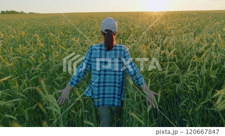 Food Industry Theme. Farmer Walks And Inspects A Wheat Green Field At Sunset. Female Farmer Walking In Wheat Field Inspecting Crop. Gimbal shot. 120667847