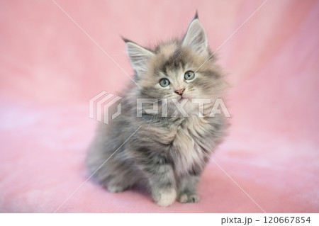 ピンクバックとメインクーンの仔猫 120667854