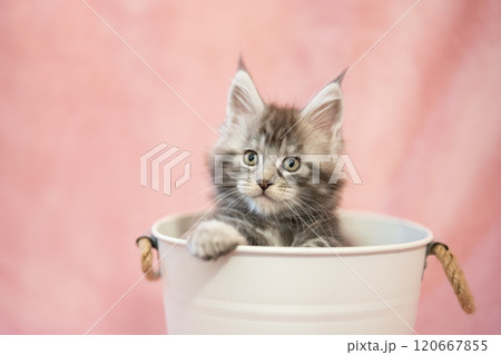 ピンクバックと鉢カバーに入ったメインクーンの仔猫 120667855