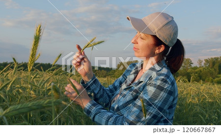 Beautiful Young Caucasian Woman Touching Green Wheat Ears In Countryside Summer Sunset. Agriculture. Wheat Ripens. Gimbal Stabilize. Beautiful Young Caucasian Woman Touching Green Wheat Ears In Countryside Summer Sunset. Agriculture. Wheat Ripens. Gimbal Stabilize. 120667867