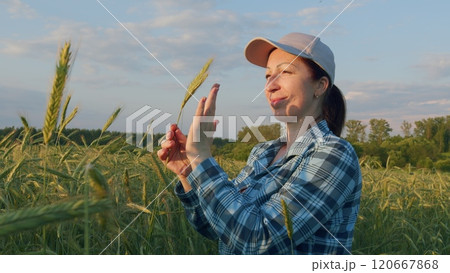 Woman Walking In Green Wheat Ears Field In Sunrise On A Field Before Gathering A Harvest. Wheat In Hands. Gimbal Stabilize. Woman Walking In Green Wheat Ears Field In Sunrise On A Field Before Gathering A Harvest. Wheat In Hands. Gimbal Stabilize. 120667868
