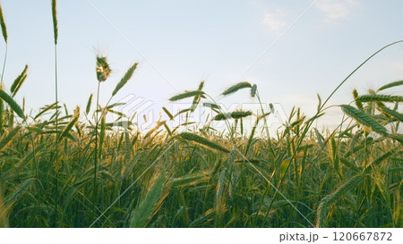 Wheat Plants Ear Or Pods. Natural Background. Field Of Young Green Wheat. Green Field Of Young Wheat. Large Harvest Of Wheat In Summer On Field Landscape. Slow motion. Wheat Plants Ear Or Pods. Natural Background. Field Of Young Green Wheat. Green Field Of Young Wheat. Large Harvest Of Wheat In Summer On Field Landscape. Slow motion. 120667872