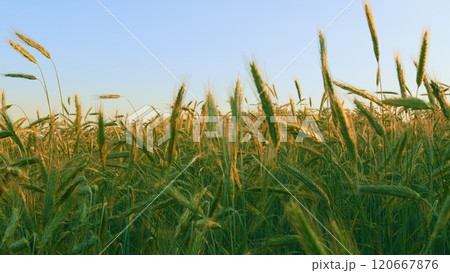 Landscape Summer Green Field Sun Sky Nature. Green Grass On Field. Cultivation Of Grain Crops. Wheat Field With Green Shoots In Spring. Growing Sprouts. Slow motion. Landscape Summer Green Field Sun Sky Nature. Green Grass On Field. Cultivation Of Grain Crops. Wheat Field With Green Shoots In Spring. Growing Sprouts. Slow motion. 120667876