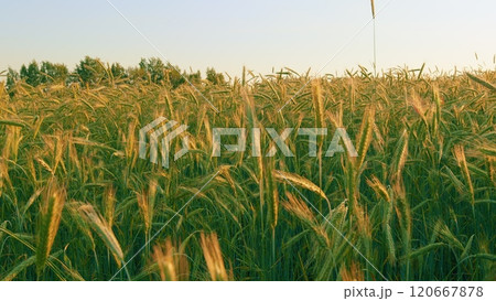 Green Field Of Early Wheat At Sunset Sunset Sunlight Movement. Ears Of Green Wheat. Large Field Of Green Young Wheat Against A Sky. Concept Of Life. Slow motion. Green Field Of Early Wheat At Sunset Sunset Sunlight Movement. Ears Of Green Wheat. Large Field Of Green Young Wheat Against A Sky. Concept Of Life. Slow motion. 120667878
