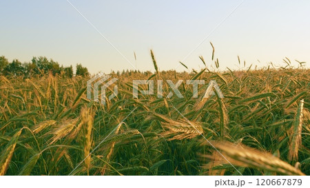 Agriculture Farm. Grain Green Healthy Wheat Trunks. Green Grass Sways In Wind Beautiful Green Wheat Field Agriculture Farm Concept. Agro Industry. Slow motion. Agriculture Farm. Grain Green Healthy Wheat Trunks. Green Grass Sways In Wind Beautiful Green Wheat Field Agriculture Farm Concept. Agro Industry. Slow motion. 120667879